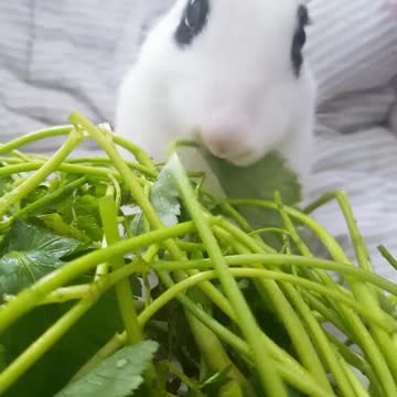 Fresh water parsley delicious rabbit.