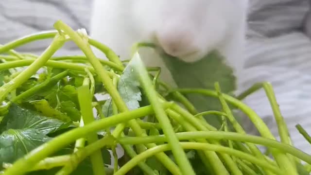 Fresh water parsley delicious rabbit.