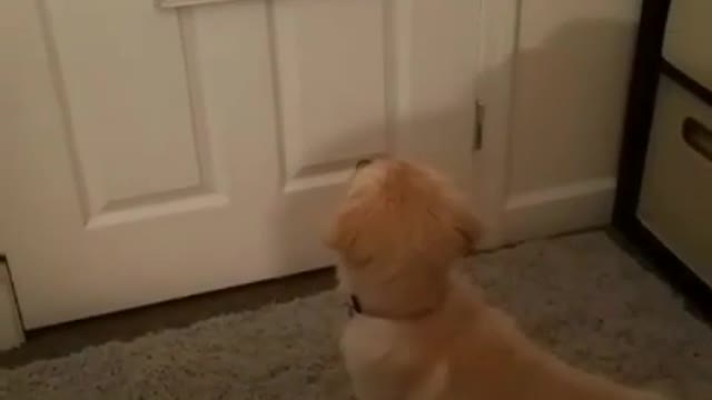 Golden Retriever puppy fights her mirror reflection