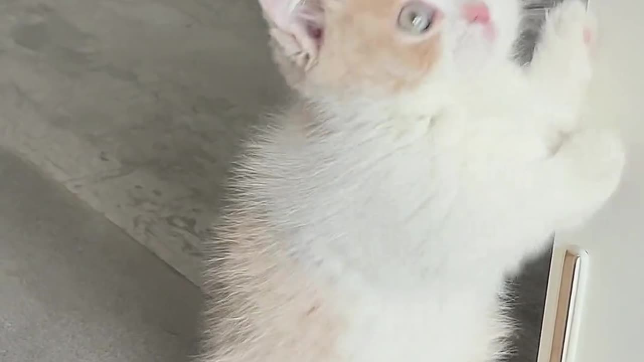 Cute cat