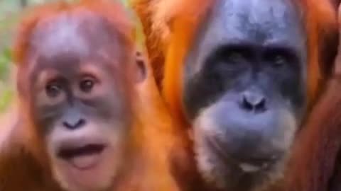 Monkeys Get to Sing The Best Songs AI *1min