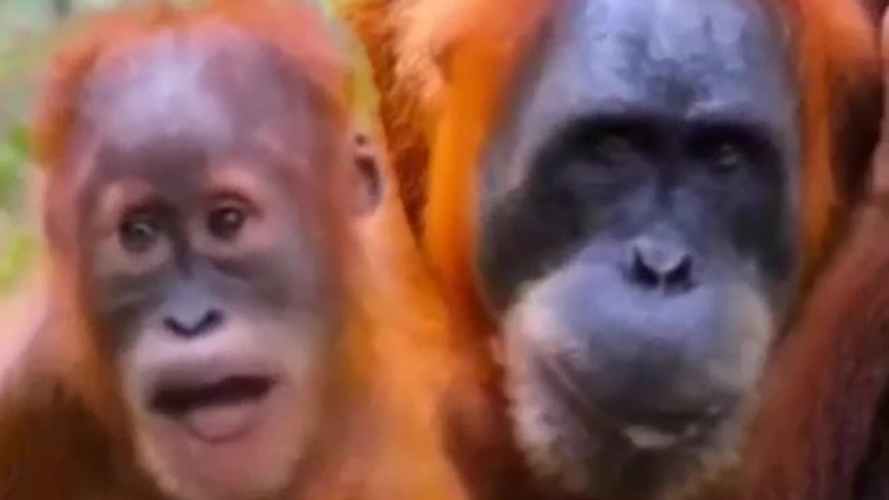 Monkeys Get to Sing The Best Songs AI *1min