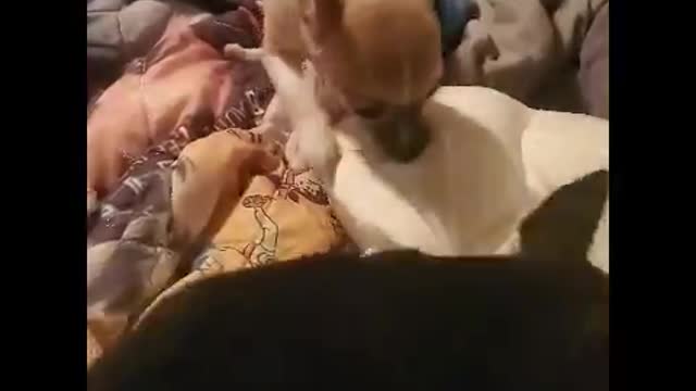 chihuahuass crazy getn on my nerves