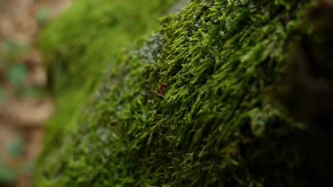 the ant philosophy of acheivement motivational vedio