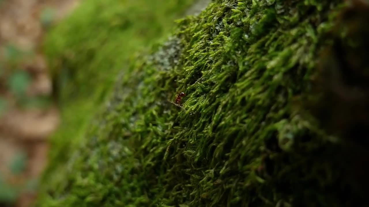 the ant philosophy of acheivement motivational vedio