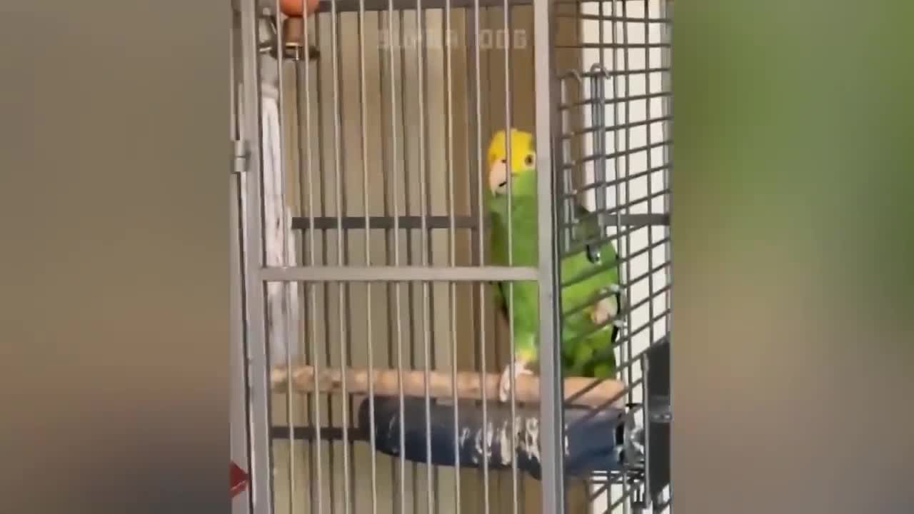 Smart And Funny Parrots Parrot Talking Videos Compilation P1 Super Dogs