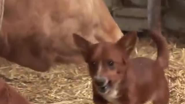 The Cute Dog cries for Cow