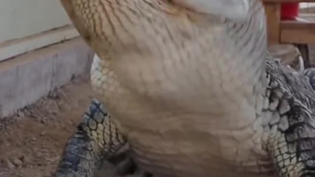 Alligator Throws Up Chicken