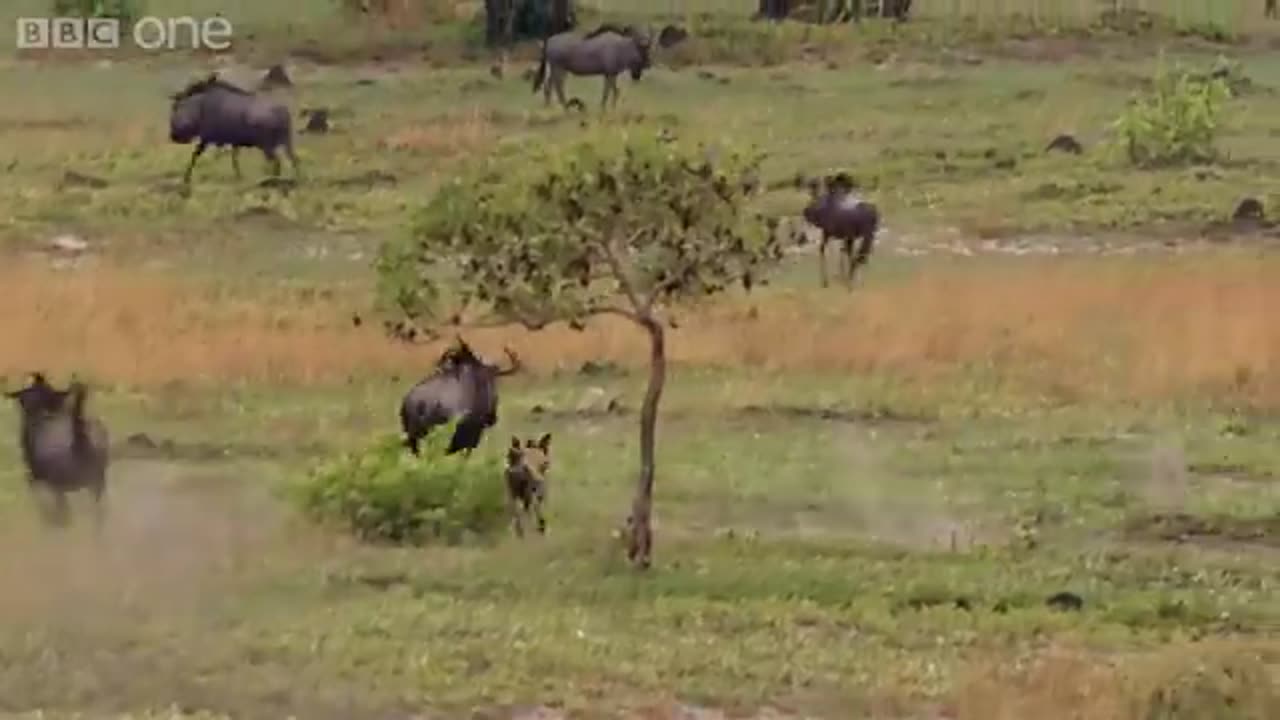 The power of the pack! Wild dogs' AMAZING relay hunting strategy