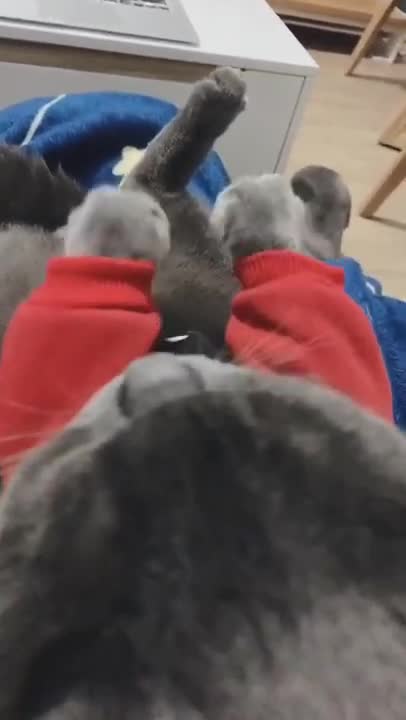 playing music cat makes you laugh!