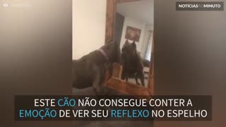 Cão vê seu reflexo no espelho pela primeira vez