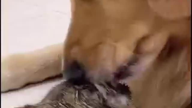 I Love Pets - Funny Pets Video Clips #Funny Pets