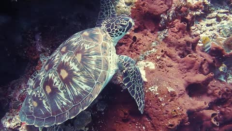 Amazing visuals under water