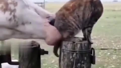 Cat Gets Yeeted