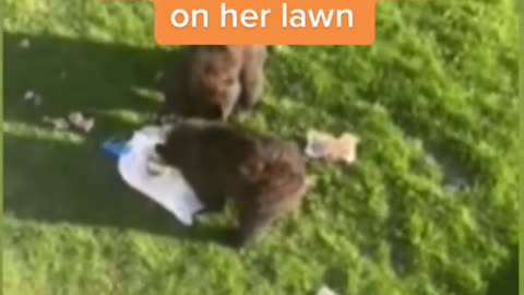 Connecticut woman gets a furry surprise on her lawn