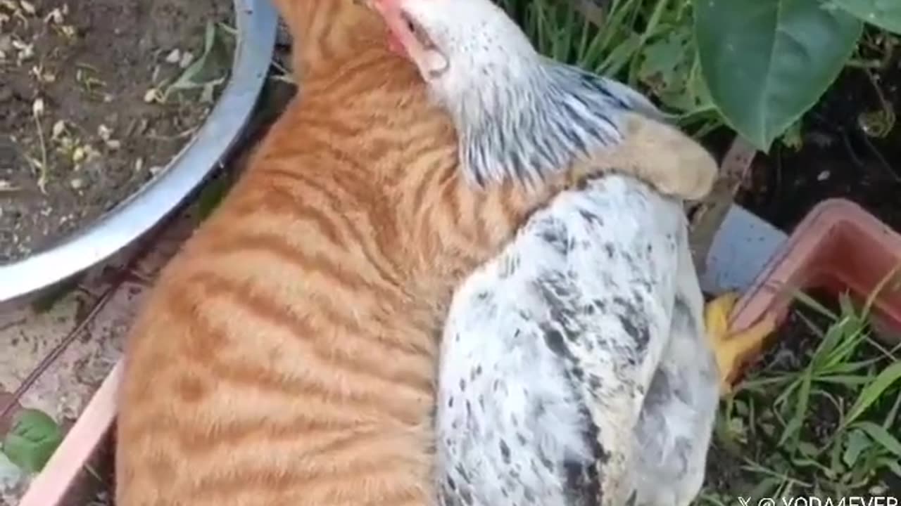 Inseparable...🐈🐔😅