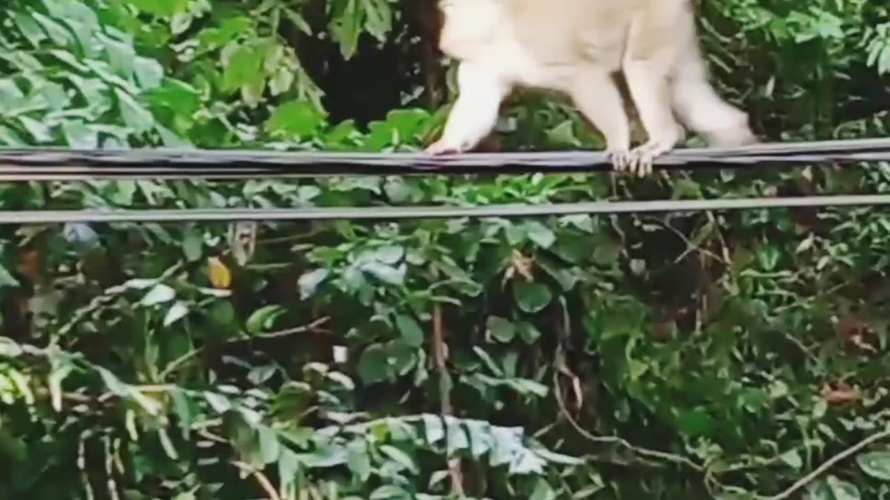 #viral Monkey walking on cable