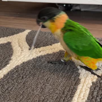 Sneaky parrot tries to steal credit card