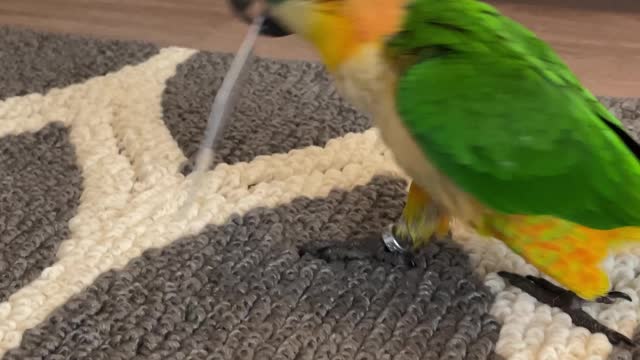 Sneaky parrot tries to steal credit card