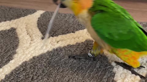 Sneaky parrot tries to steal credit card