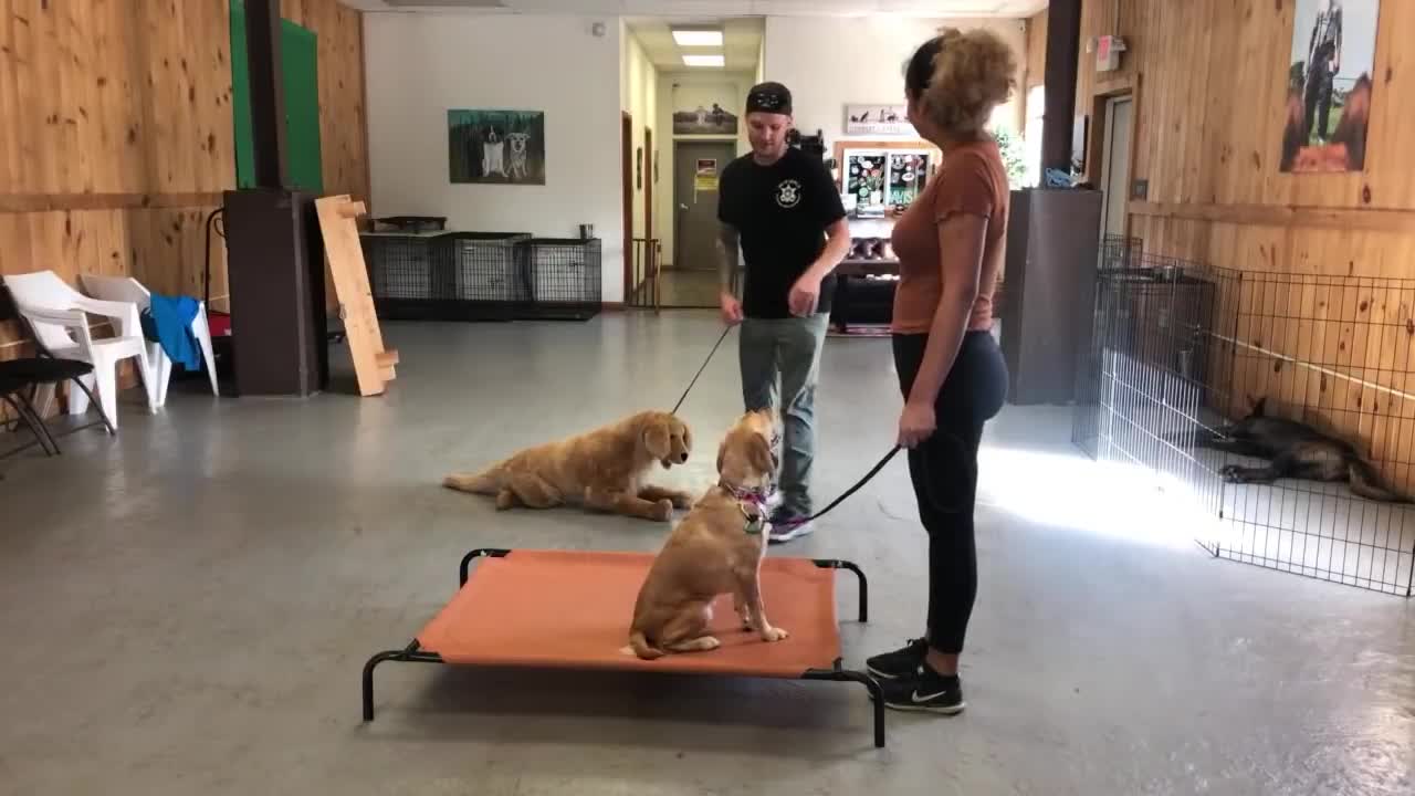 Dog reactivity training