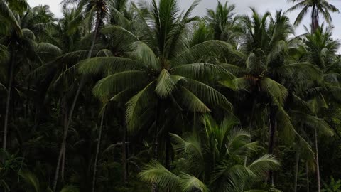 Beautiful aerial shots of coconut trees