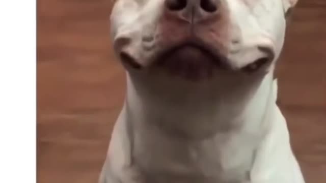 Funny Dog