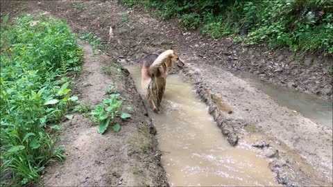 The dog decided to swim