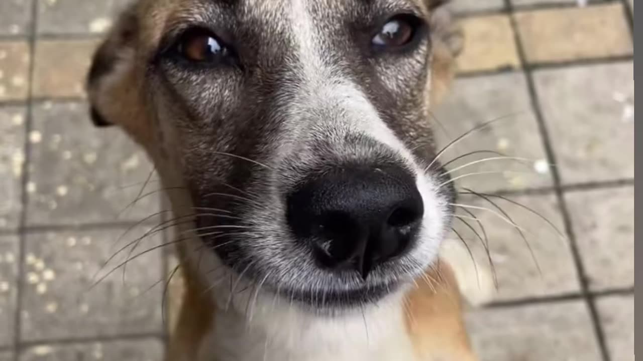 Nasa ki video upload krke dollar 💵 bnao cute dog video