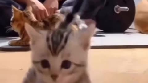 DRIFTING CATS