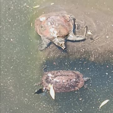Softshell turtle 🐢