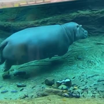 Hipopótamo relaxando