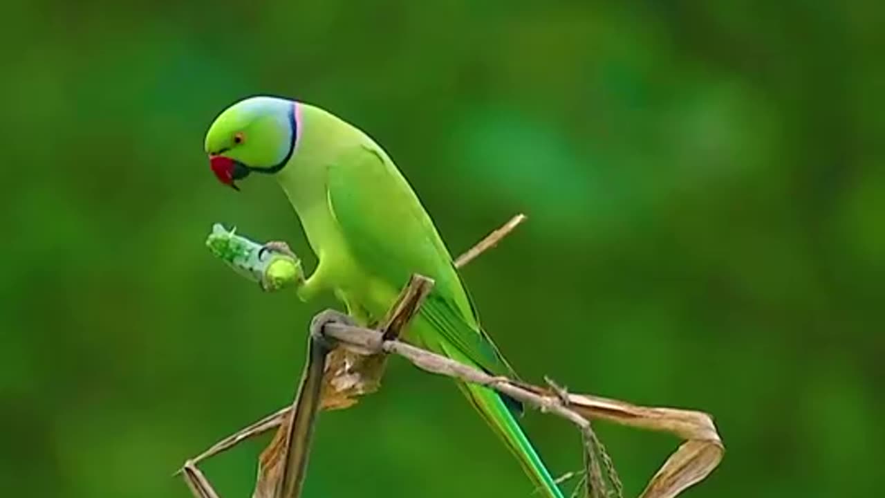 Pakistani parrot