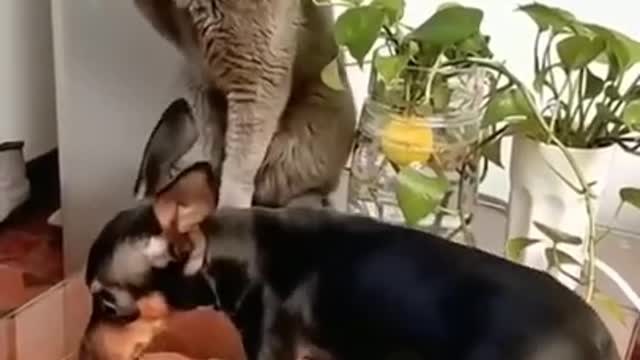 Cat's the Slayer 😅😅😅