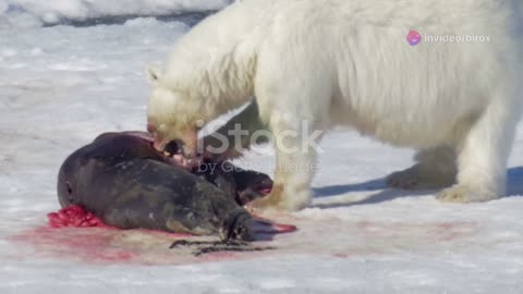 Shocking Cannibal Animals You Won't Believe!