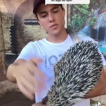 Como fazer carinho em um ouriço