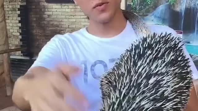 Como fazer carinho em um ouriço