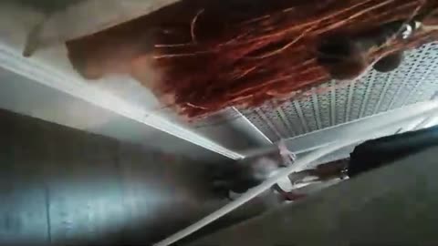 It is better not to touch the cat when it is in a bad mood(part 2)