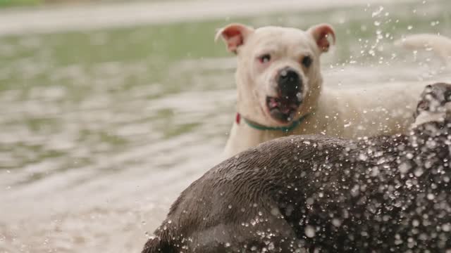 Love between a dog and his beloved on the waves of the sea. Great view