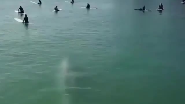 whale swimming with surfers