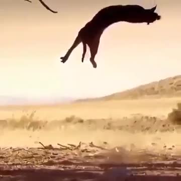 Roger vs oiseau 🐦