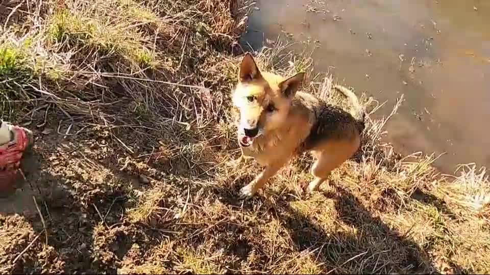 funny dog run on the water, its very funny moments 😍