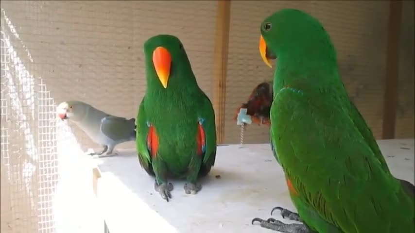 parrot and parrot