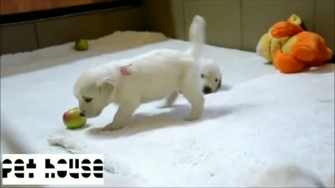 Cute little Labrador dog playing and enjoying