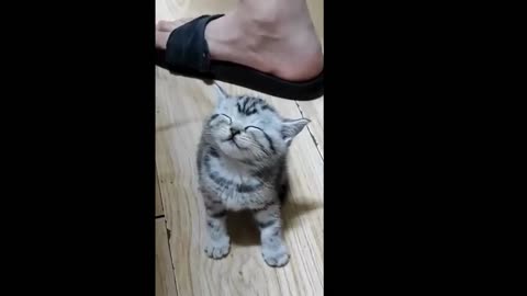 Funny CAT VIRAL