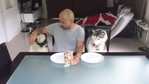 Happy Huskies Enjoy Snack Time With Owner