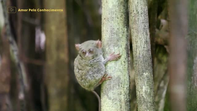 Os animais mais bizarros do mundo!