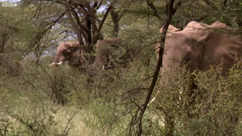 Vet Keeps Dangerous Herd of Elephants at Bay | This Wild Life | BBC Earth