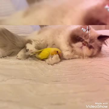 A cat embraces a bird