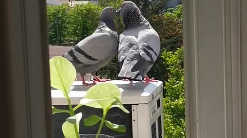 Two Pigeons kissing